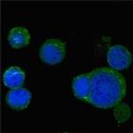 WNT5A Antibody in Immunocytochemistry (ICC/IF)