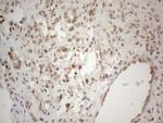 WTAP Antibody in Immunohistochemistry (Paraffin) (IHC (P))