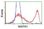 WWTR1 Antibody in Flow Cytometry (Flow)