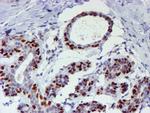 WWTR1 Antibody in Immunohistochemistry (Paraffin) (IHC (P))