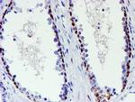 WWTR1 Antibody in Immunohistochemistry (Paraffin) (IHC (P))