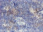 WWTR1 Antibody in Immunohistochemistry (Paraffin) (IHC (P))