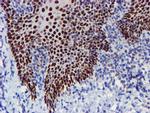 WWTR1 Antibody in Immunohistochemistry (Paraffin) (IHC (P))