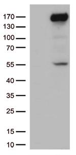 XDH Antibody in Western Blot (WB)