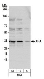 XPA Antibody in Western Blot (WB)