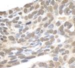 XPA Antibody in Immunohistochemistry (IHC)