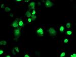 XPF Antibody in Immunocytochemistry (ICC/IF)