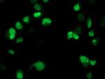 XPF Antibody in Immunocytochemistry (ICC/IF)