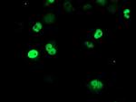 XPF Antibody in Immunocytochemistry (ICC/IF)