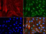 XPF Antibody in Immunocytochemistry (ICC/IF)