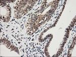 XPF Antibody in Immunohistochemistry (Paraffin) (IHC (P))