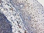 XPF Antibody in Immunohistochemistry (Paraffin) (IHC (P))