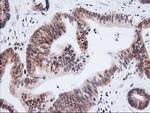 XPF Antibody in Immunohistochemistry (Paraffin) (IHC (P))