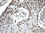 XPF Antibody in Immunohistochemistry (Paraffin) (IHC (P))