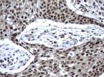 XPF Antibody in Immunohistochemistry (Paraffin) (IHC (P))