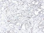 XPF Antibody in Immunohistochemistry (Paraffin) (IHC (P))