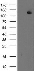 XPF Antibody in Western Blot (WB)