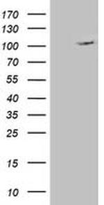 XPF Antibody in Western Blot (WB)