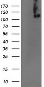 XPF Antibody in Western Blot (WB)