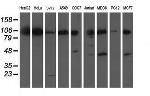 XPF Antibody in Western Blot (WB)