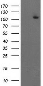 XPF Antibody in Western Blot (WB)