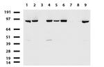 XPF Antibody in Western Blot (WB)