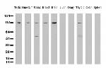 XPF Antibody in Western Blot (WB)