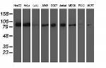 XPF Antibody in Western Blot (WB)