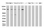 XPF Antibody in Western Blot (WB)