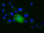 XPNPEP1 Antibody in Immunocytochemistry (ICC/IF)