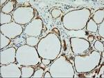 XPNPEP1 Antibody in Immunohistochemistry (Paraffin) (IHC (P))