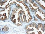 XPNPEP1 Antibody in Immunohistochemistry (Paraffin) (IHC (P))