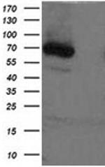 XPNPEP1 Antibody in Western Blot (WB)