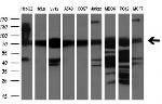 XPNPEP1 Antibody in Western Blot (WB)