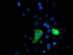 XPNPEP3 Antibody in Immunocytochemistry (ICC/IF)