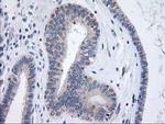 XPNPEP3 Antibody in Immunohistochemistry (Paraffin) (IHC (P))