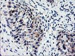 XPNPEP3 Antibody in Immunohistochemistry (Paraffin) (IHC (P))