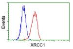 XRCC1 Antibody in Flow Cytometry (Flow)