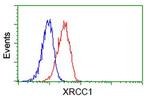 XRCC1 Antibody in Flow Cytometry (Flow)