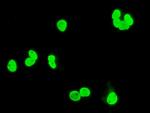 XRCC1 Antibody in Immunocytochemistry (ICC/IF)