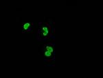 XRCC1 Antibody in Immunocytochemistry (ICC/IF)