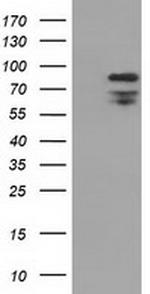 XRCC1 Antibody in Western Blot (WB)