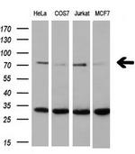 XRCC1 Antibody in Western Blot (WB)