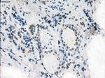 XRCC4 Antibody in Immunohistochemistry (Paraffin) (IHC (P))