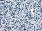 XRCC4 Antibody in Immunohistochemistry (Paraffin) (IHC (P))