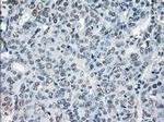 XRCC4 Antibody in Immunohistochemistry (Paraffin) (IHC (P))