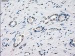 XRCC4 Antibody in Immunohistochemistry (Paraffin) (IHC (P))