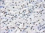 XRCC4 Antibody in Immunohistochemistry (Paraffin) (IHC (P))