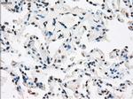 XRCC4 Antibody in Immunohistochemistry (Paraffin) (IHC (P))