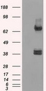 XRCC4 Antibody in Western Blot (WB)